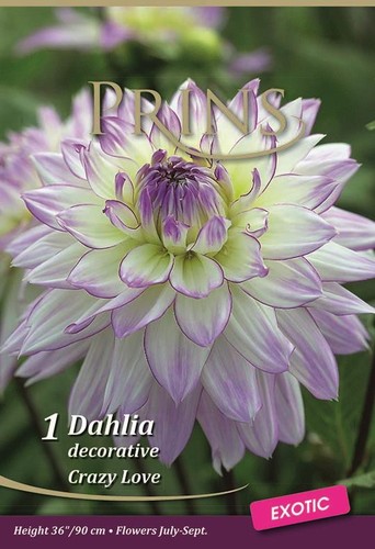 Dahlia crazy love wpc - love', prins