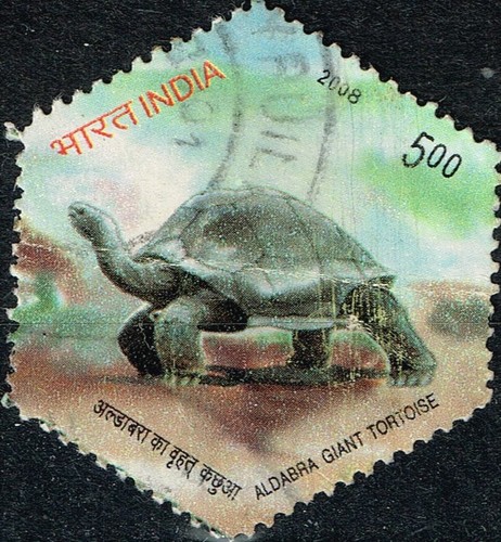 India fauna aldabra giant - india,