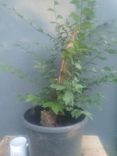 Elm bonsai tree yamadori raw - tree,