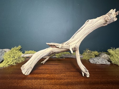 Manzanita driftwood - 12”,
