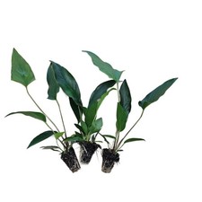 Anubias Starter Bundle