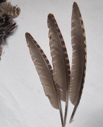 Woodcock wings feathers a - woodcock,
