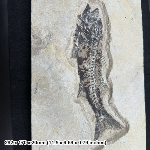Mioplosus fossil fish - , in