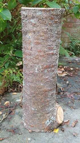Cherry wood side - , log