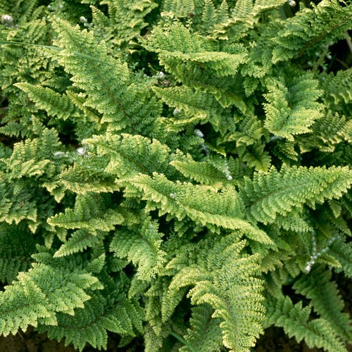 Polystichum setiferum - polystichum,