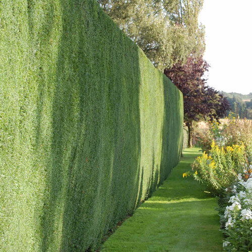 Common yew taxus - 10,