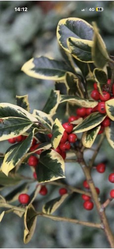 Ilex golden king holly - ilex,