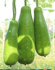 UK Gardener Hybrid Bottle