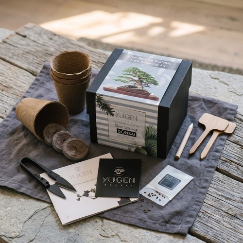 Blue spruce bonsai growing kit - bonsai,