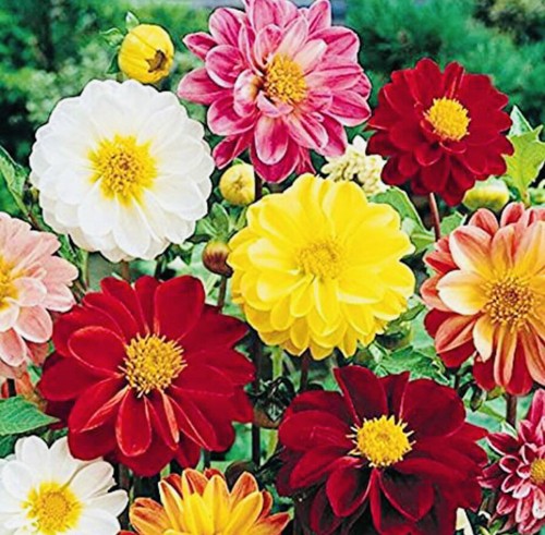 120 dahlia unwins - 120+, ‘
