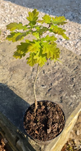 English oak tree sapling - oak, sapling.