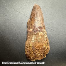 Fossilised spinosaurus dinosaur tooth - reptile theropod prehistoric teeth