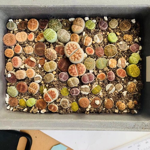 Wholesale pot 5cm mix - wholesale, 1-1.5cm
