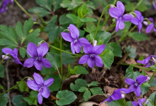 Native violet viola - x,
