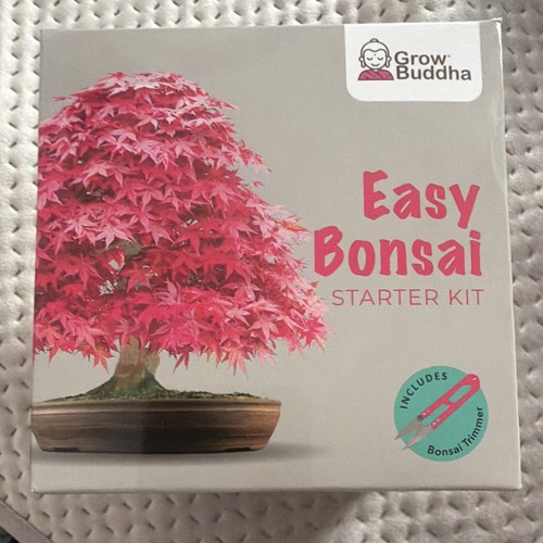Grow buddha easy - grow, bonsai