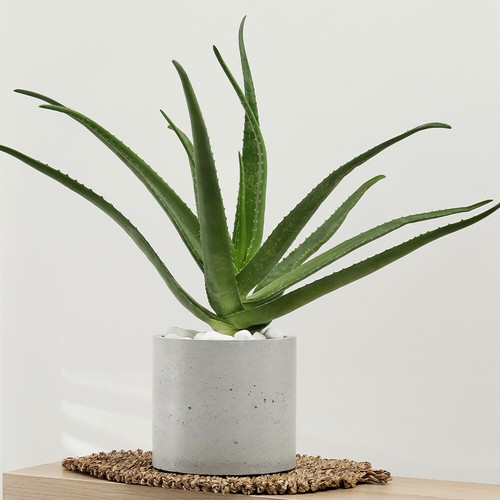 Indoor succulent plant aloe - succulent,