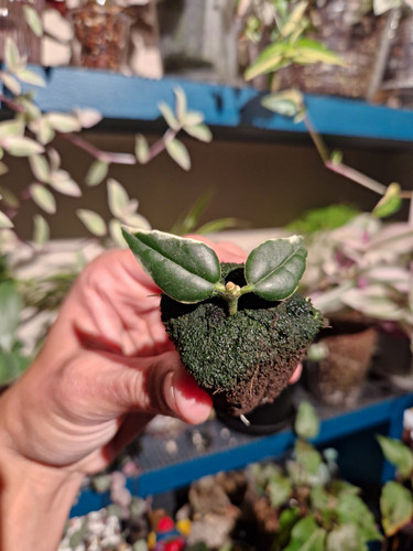 Hoya bella anneke - hoya, buis🤍