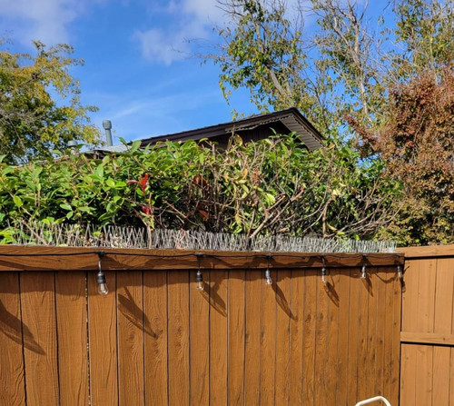 30m pigeon bird spikes wall - pigeon,