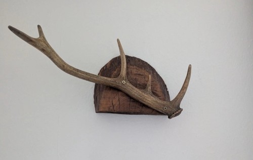 Antler mounted wood - mounted, on