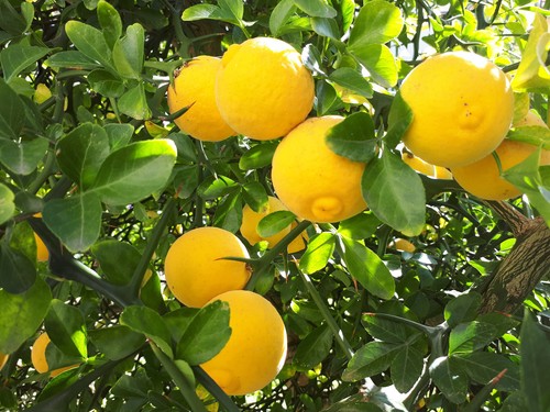 Hardy lemon japanese bitter - japanese,
