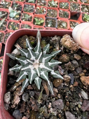 5pcs ariocarpus - 1/3/5pcs,