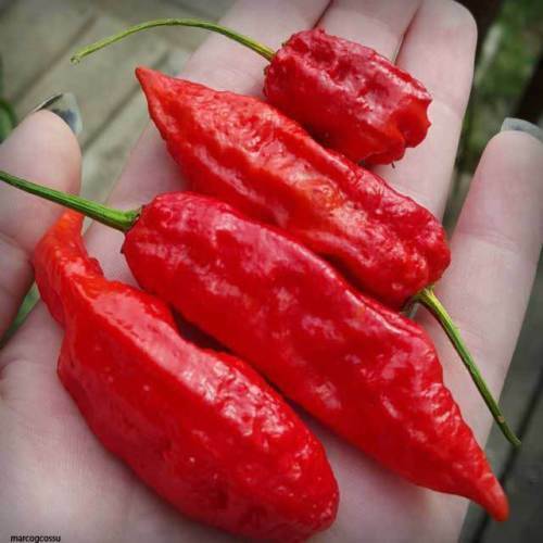 Bhut jolokia red chilli 25 - bhut,