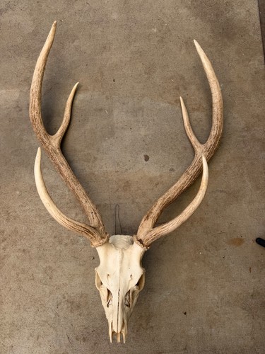 Axis deer skull exotic - deer,