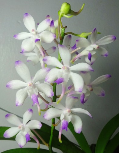 Vandachostylis lou sneary - lou,