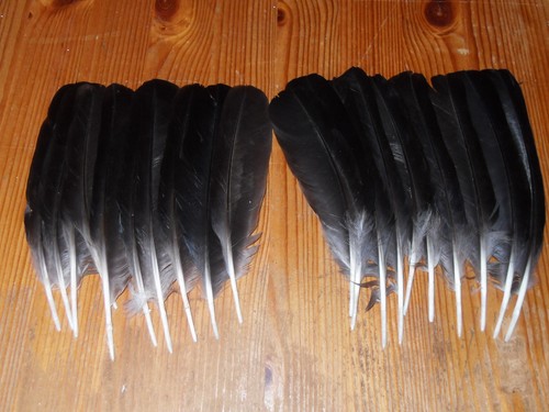 Crow wing feathers fly - wing, feathers,fly