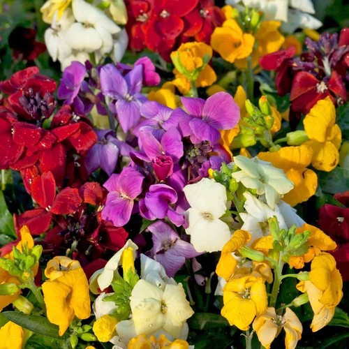 Wallflower sugar rush mixed - wallflower, 'sugar
