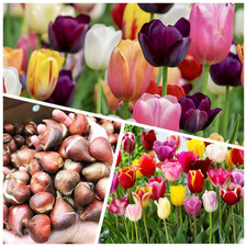 Tulip Bulbs 100 mixed 'TRIUMPH