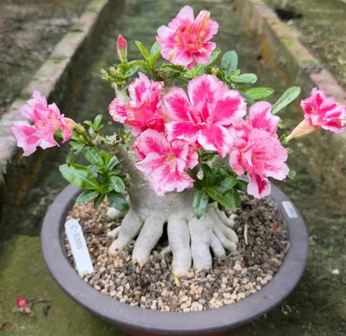 Adenium obesum wysiwyg - adenium,