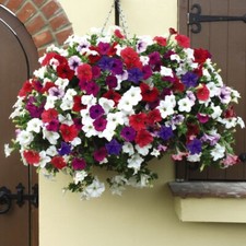 T&M Petunia Trailing Surfinia