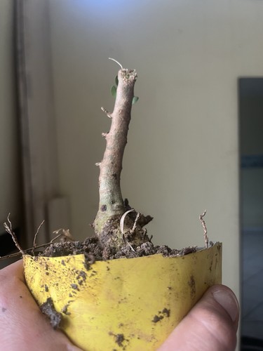 Olive bonsai mediterranean - olive,