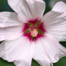 Lavatera 'Barnsley Baby' - Dwarf Mallow with Pink Blooms 3x 2 Litre Pots