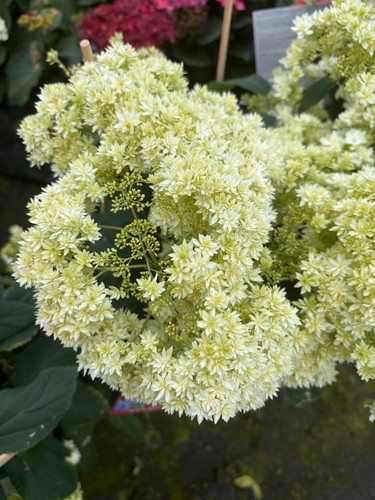 Hydrangea arborescens hayes - arborescens,