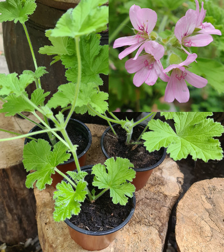 Pelargonium lemon scented - lemon,