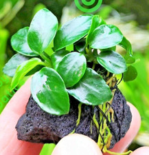 Live Aquarium Aquatic Plants