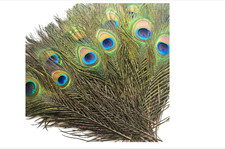 10-30 inches Natural Peacock Feathers with Big Natural Eyes 10-150 Pcs from BT