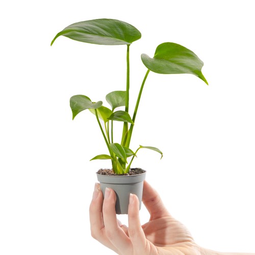 Baby swiss cheese - baby, plant