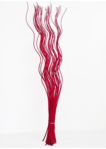 Spiral corkscrew curly willow - curly,