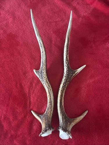 Pair sika deer - of,