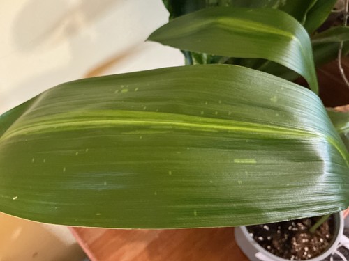 Aspidistra chen 135 46 - sp.,
