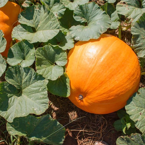 Giant pumpkin plug - 4x,