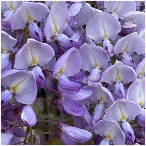 Wisteria lavender lace 2l - wisteria,