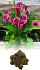 1-10 ZANTEDESCHIA PURPLE HEART CALLA(ARUM)LILY BULBS SIZE 24/- SUMMER PERENNIAL