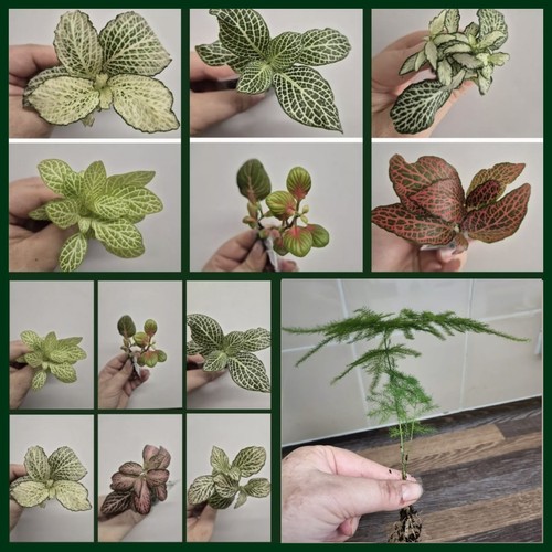 Terrarium plants bundle - terrarium,
