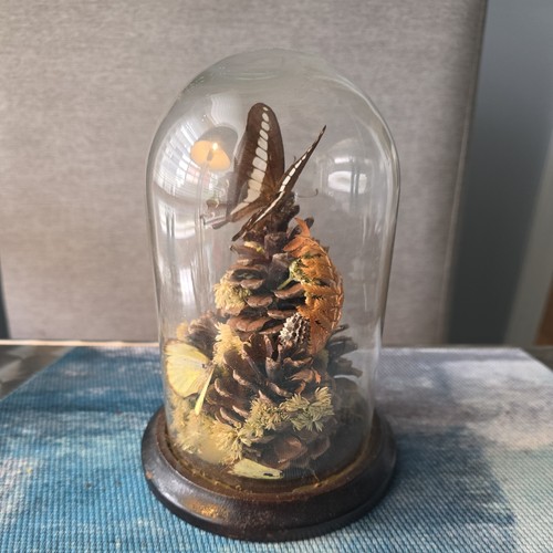 Vintage bell jar butterfly - vintage,