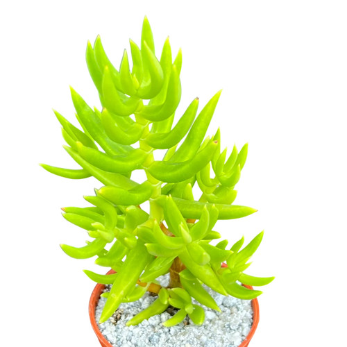 Crassula tetragona uk grown - uk,