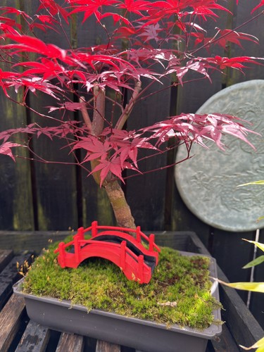 Bonsai ornament hand - bonsai,